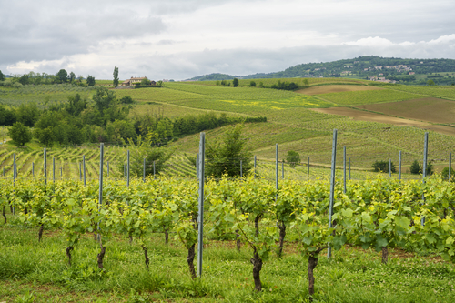 Vignale Monferrato tra storia e tradizione