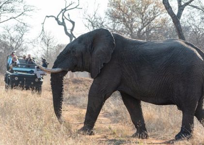Perché il safari non è una semplice escursione